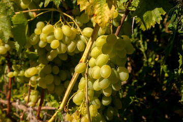 Bunch of green grapes in the garden.