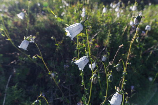 blooming flowers codonopsis clematidea in the field in summer