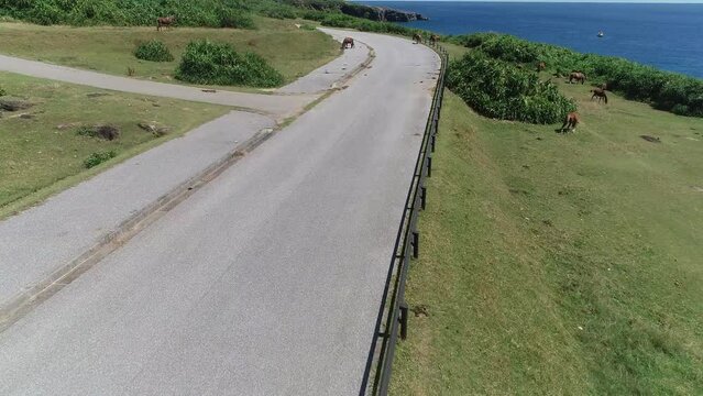 与那国島の天然記念物、与那国馬