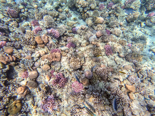 Underwater life of reef with corals and tropical fish. Coral Reef at the Red Sea, Egypt.