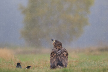 White-tailed eagle looking nostalgically at the sky during autumn rain