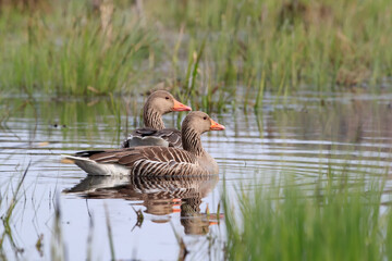 Greylag geese swimming in the pool