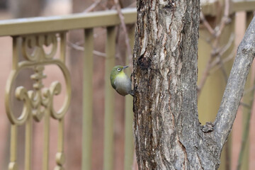 bird, japanese white-eye