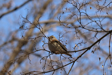 brambling