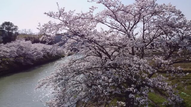 桜 ドローン 川 日本の風景 Cherry blossom, Drone Japanese landscape