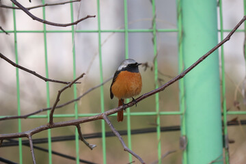 daurian redstart
