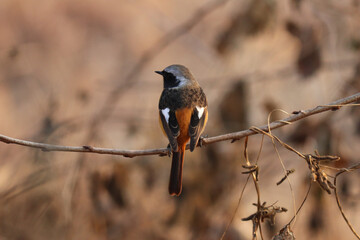 daurian redstart
