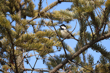 Coal tit