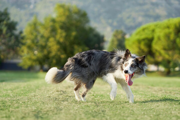 An energetic Border Collie dog dashes across a sunlit field, tongue lolling with exertion. Happy Pet 