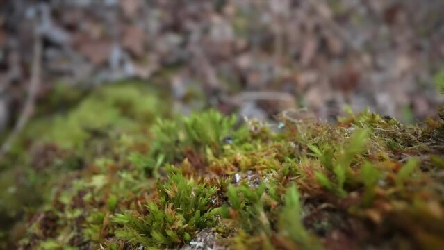 Moss on the tree in macro