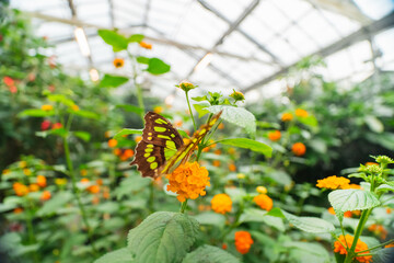 Green Butterfly Siproeta Stelenes on Orange Flower Common Lantana Close Up
