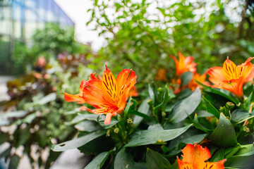 Orange Peruvian Lily Flower Blossom