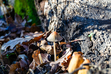 Photography to theme large beautiful poisonous mushroom in forest on leaves background
