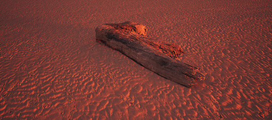 Piece of dead tree wood on rippled sand on beach in golden hour sunlight. - 746402513