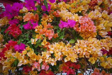Colorful bougainvillea flowers in the flower garden