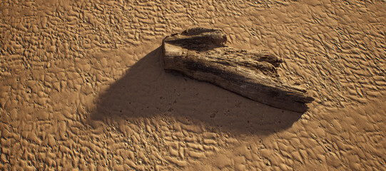 Piece of dead tree wood on rippled sand on beach in sunlight. High angle view. - 746402567