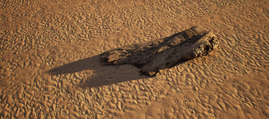 Piece of dead tree wood on rippled sand on beach in sunlight. High angle view. - 746402595