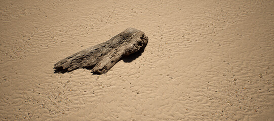 Piece of dead tree wood on rippled sand on beach in sunlight. High angle view. - 746402596