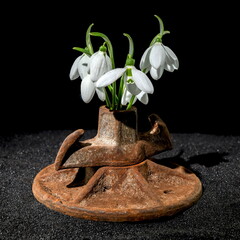 Old rusty metal tool and white snowdrops on a black background