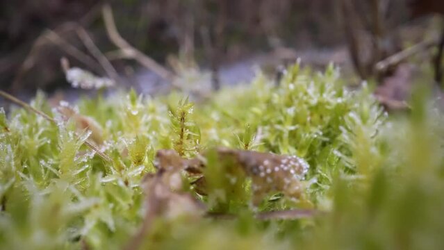 Frozen moss in the morning