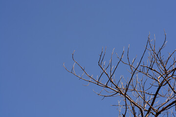 Obraz premium Candadian poplar branches in winter