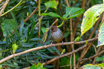 Taiwan Barwing, an endemic bird perched in a tree eating red fruits