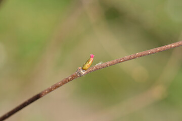 Common hazel branch with flower