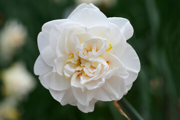 Double Daffodil Flower Drift flower