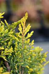 Leyland cypress Castlewellan Gold branches