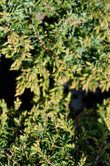 Juniper Green Carpet branches