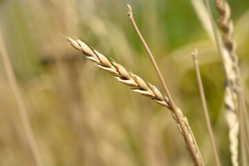 Dinkel wheat in the field