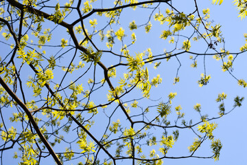 Amur cork tree branches with new leaves