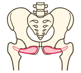 外閉鎖筋、股関節外旋六筋