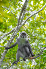 Sykes monkey in Zansibar national park
