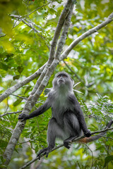 Sykes monkey in Zansibar national park