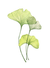 Yellow green ginkgo biloba leaf.