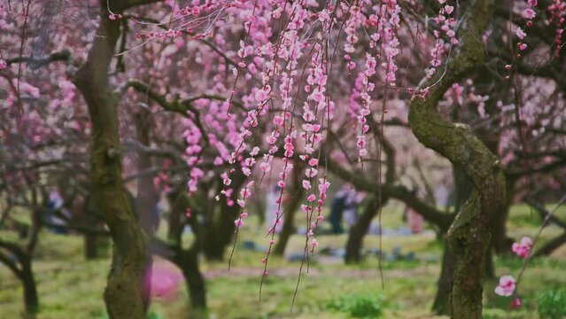 Bloom pink plum blossoms tree, spring in Japan
