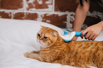 An affectionate woman brushes her Scottish Fold cat's fur as the ginger cat peacefully rests on her hand. It's a touching display of owner-pet friendship and relaxation at home.