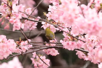 cherry blossom＆white-eye wild bird