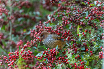 Taiwan Barwing, an endemic bird perched in a tree eating red fruits