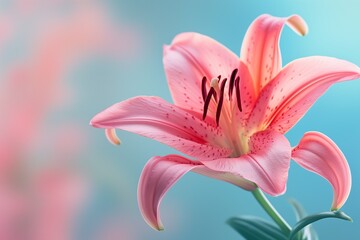 Close-up of a vibrant pink lily, with delicate petals, set against a subtly blurred pastel blue backdrop, highlighting the flower's natural beauty.