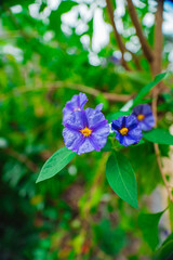 Blue Potato Bush Flower Blossom
