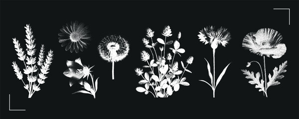 Obraz premium Field flowers white silhouette vector illustration set. Chamomile, dandelion, poppy, lavender, cornflower. Dot texture. Vintage negative photocopy effect