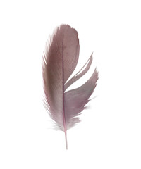 Beautiful brown magenta feather isolated on white background - 746408703