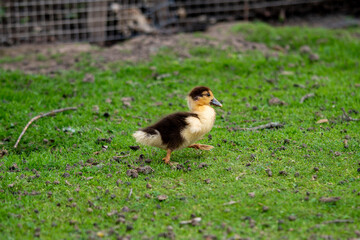 A small newborn duckling walking on backyard on green grass. Black yellow cute gosling running on meadow field.