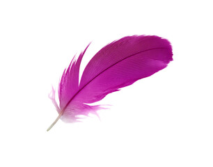 Beautiful purple colors tone feather parrot isolated on white background - 746408736