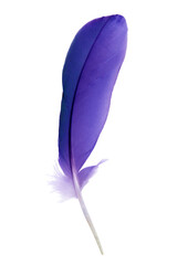 Beautiful purple colors tone feather parrot isolated on white background - 746408765