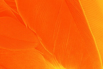 Orange feather texture pattern for hot background and other - 746408797
