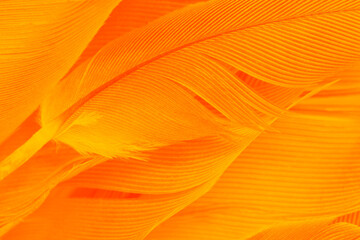 Orange feather phoenix texture pattern for hot background and other - 746408910