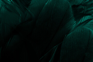 Beautiful dark green viridian vintage color trends feather texture background - 746408913